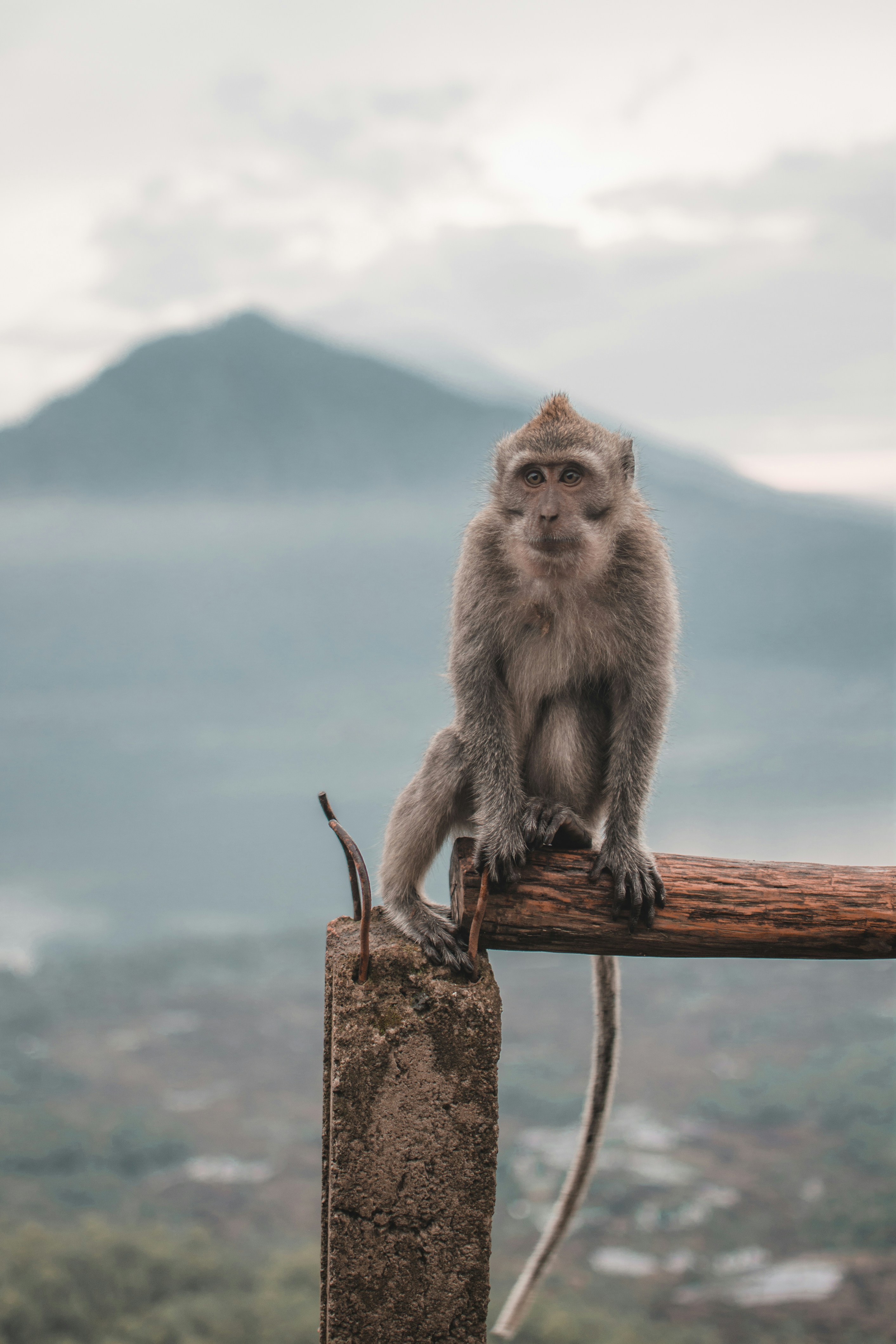 Monkey perched at Mount Batur with volcanic caldera in the background